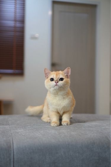 ดญ ขี้อ้อน รูปที่ 2