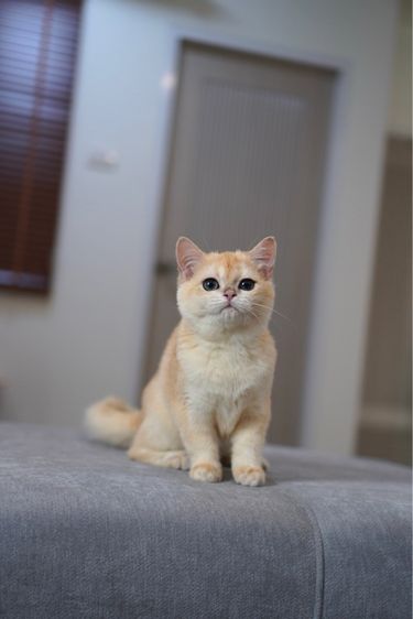 ดญ ขี้อ้อน รูปที่ 8