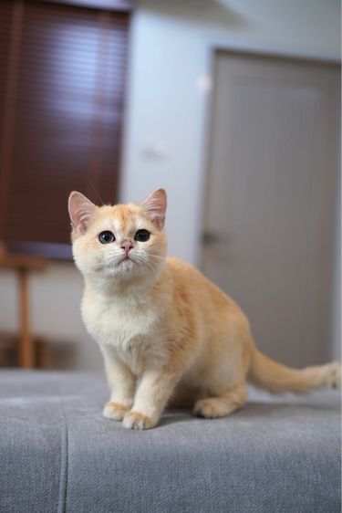 ดญ ขี้อ้อน รูปที่ 7