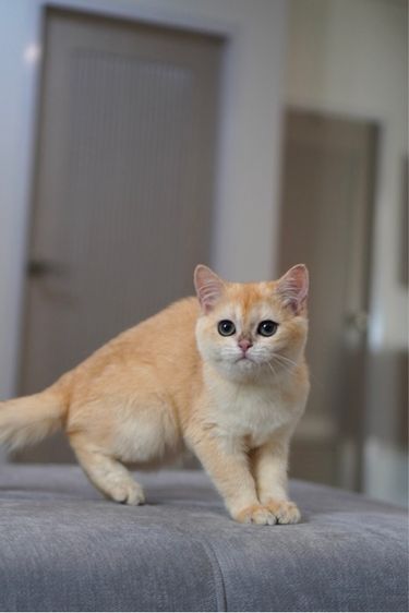 ดญ ขี้อ้อน รูปที่ 5