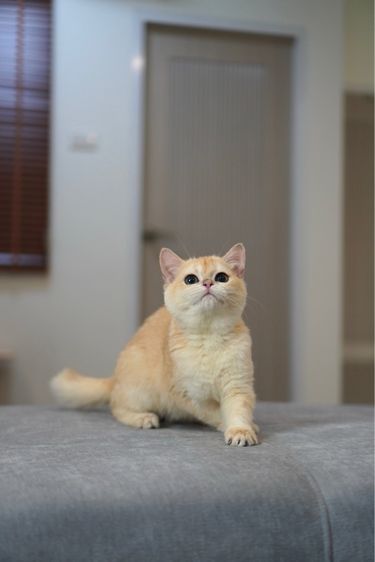 ดญ ขี้อ้อน