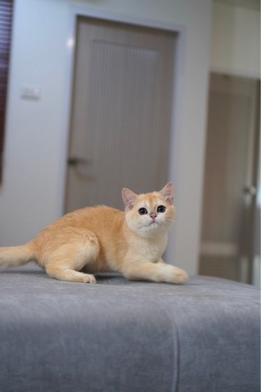 ดญ ขี้อ้อน รูปที่ 6