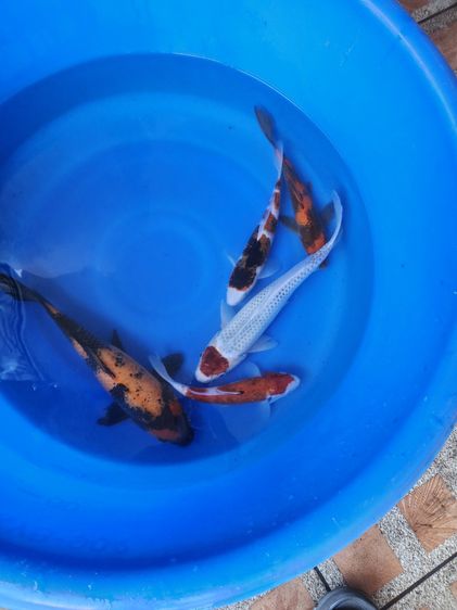 ปลาคาร์เหมาๆเลิกเลี้ยง มีเซอร์+ถ้วยรางวัล รูปที่ 4