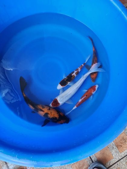 ปลาคาร์เหมาๆเลิกเลี้ยง มีเซอร์+ถ้วยรางวัล รูปที่ 3