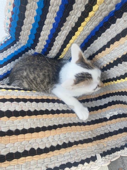 แมว ฟรี รูปที่ 3