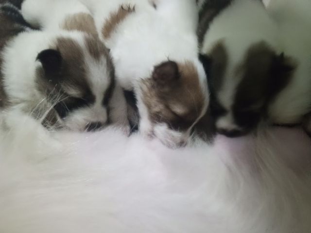 ลูกสถนัขบางแก้วแท้ รูปที่ 2