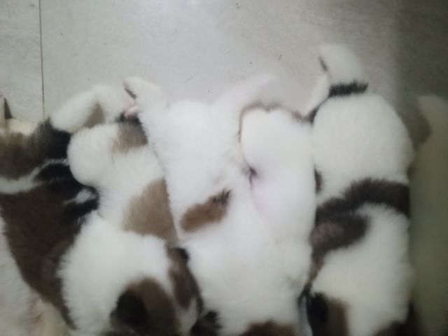 ลูกสถนัขบางแก้วแท้ รูปที่ 3