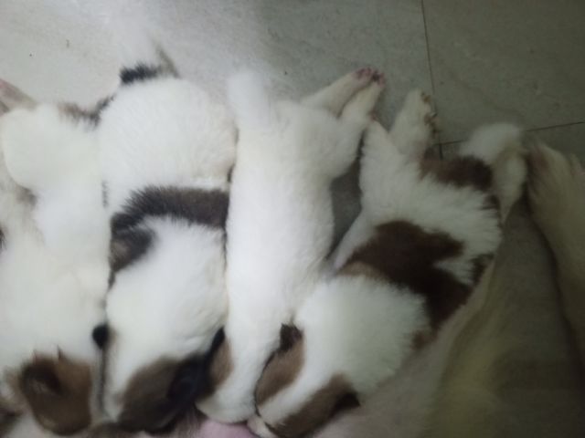 ลูกสถนัขบางแก้วแท้ รูปที่ 5