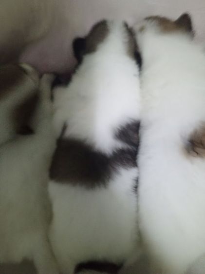 ลูกสถนัขบางแก้วแท้ รูปที่ 7