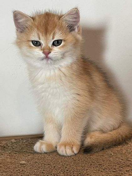 หนุ่มบริติชข้อตแฮร์ แท้  รูปที่ 3