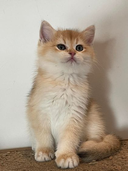 หนุ่มบริติชข้อตแฮร์ แท้ 