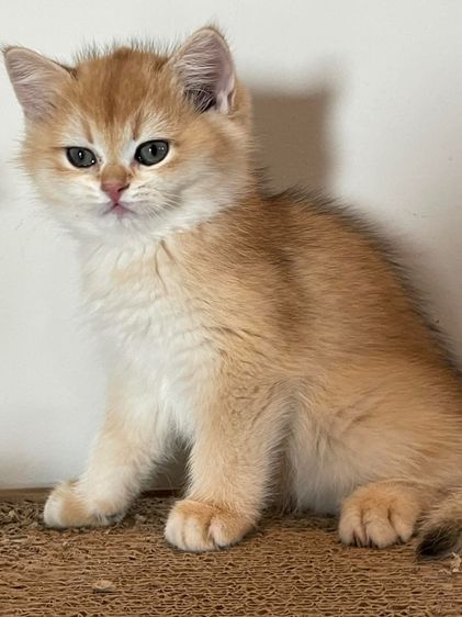 หนุ่มบริติชข้อตแฮร์ แท้  รูปที่ 4