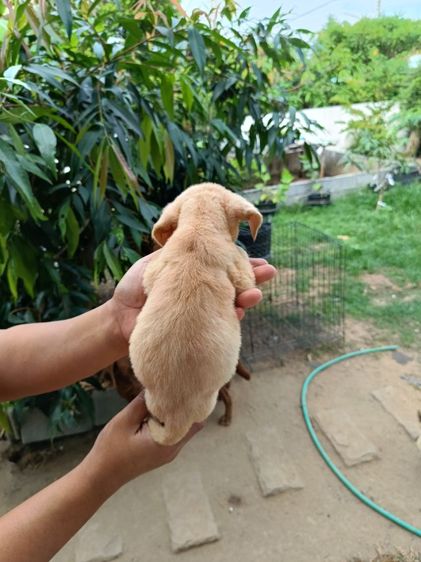 ลาบาดอร์แท้ตัวผู้ รูปที่ 4