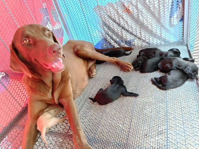 ลาบาดอร์แท้ตัวผู้ รูปที่ 7