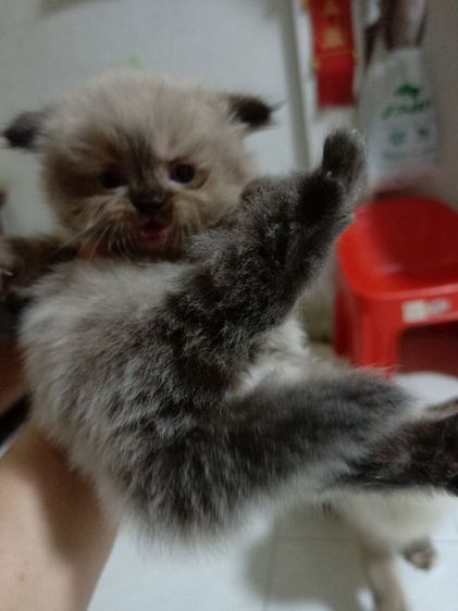 แมวเปอร์เซียเพศผู้  อายุเดือนครึ่ง  สีเทา  เข้ากะบจะได้ ทานอาหารเม็ดได้ เลี้ยงระบบปิด รูปที่ 8