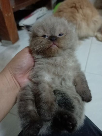 แมวเปอร์เซียเพศผู้  อายุเดือนครึ่ง  สีเทา  เข้ากะบจะได้ ทานอาหารเม็ดได้ เลี้ยงระบบปิด รูปที่ 4