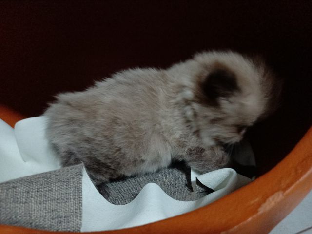 แมวเปอร์เซียเพศผู้  อายุเดือนครึ่ง  สีเทา  เข้ากะบจะได้ ทานอาหารเม็ดได้ เลี้ยงระบบปิด รูปที่ 7