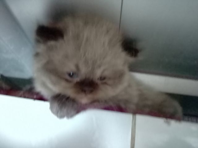 แมวเปอร์เซียเพศผู้  อายุเดือนครึ่ง  สีเทา  เข้ากะบจะได้ ทานอาหารเม็ดได้ เลี้ยงระบบปิด รูปที่ 5