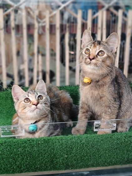 scottish รูปที่ 16