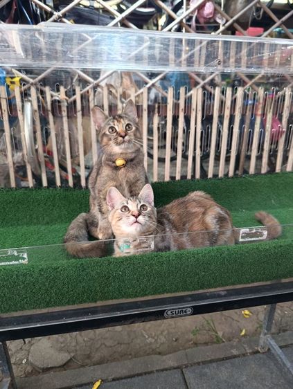 scottish รูปที่ 7