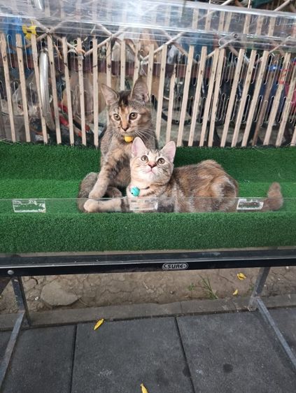 scottish รูปที่ 14