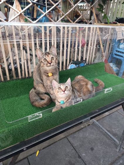 scottish รูปที่ 4