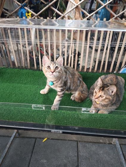 scottish รูปที่ 8