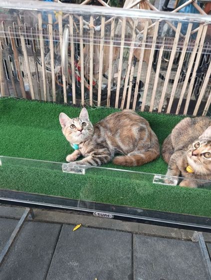 scottish รูปที่ 10