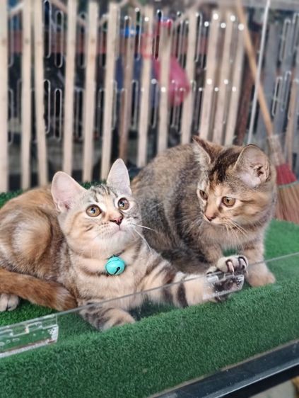 scottish รูปที่ 18