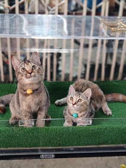 scottish รูปที่ 2