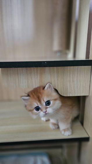 บริติช NY11 Ay11 ช และ ญ ขนยาว รูปที่ 10