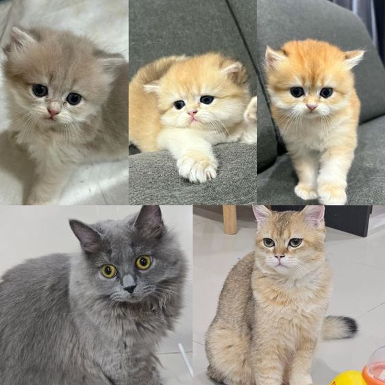 บริติช NY11 Ay11 ช และ ญ ขนยาว