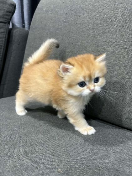 บริติช NY11 Ay11 ช และ ญ ขนยาว รูปที่ 9