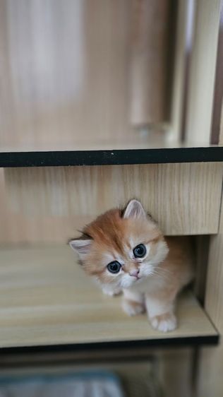 บริติช NY11 Ay11 ช และ ญ ขนยาว รูปที่ 8