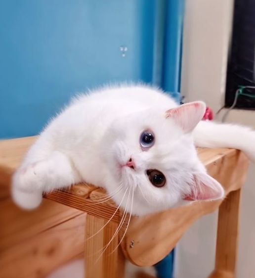 BRI w 63 แมวบริติช สีขาว ตาสองสี 