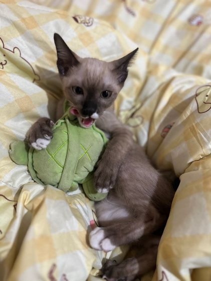 หาบ้านให้น้องแมว รูปที่ 2