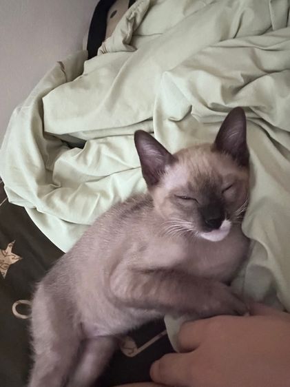 หาบ้านให้น้องแมว