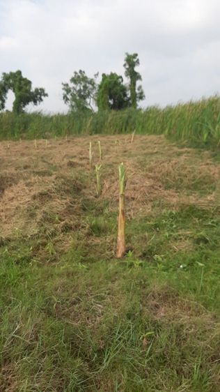 ที่ดิน อ.องครักษ์ นครนายก