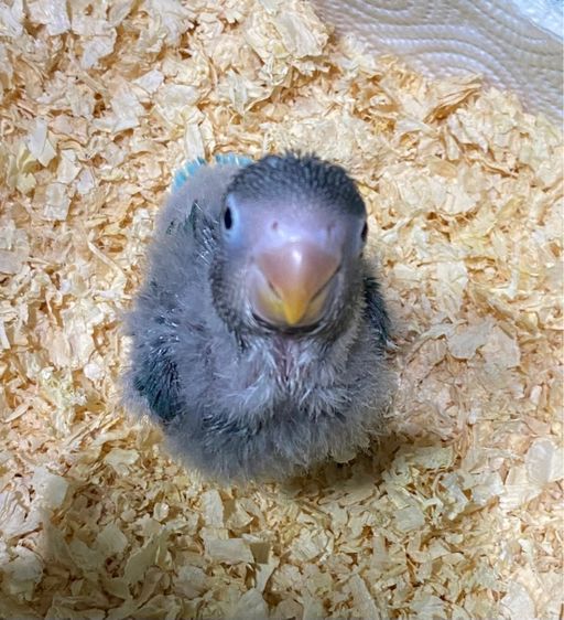 ลูกป้อนเลิฟเบิร์ด บูลฟิชเชอร์ สปิทโอพาไลน์ สปิทฟอลโล่ รูปที่ 3