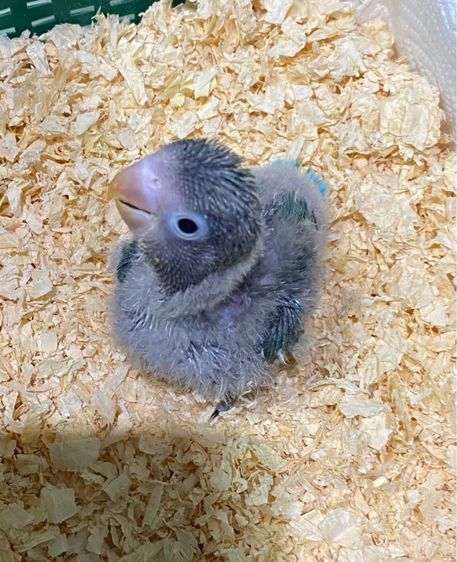 ลูกป้อนเลิฟเบิร์ด บูลฟิชเชอร์ สปิทโอพาไลน์ สปิทฟอลโล่ รูปที่ 2