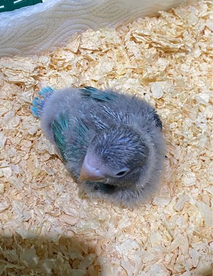 ลูกป้อนเลิฟเบิร์ด บูลฟิชเชอร์ สปิทโอพาไลน์ สปิทฟอลโล่ รูปที่ 6