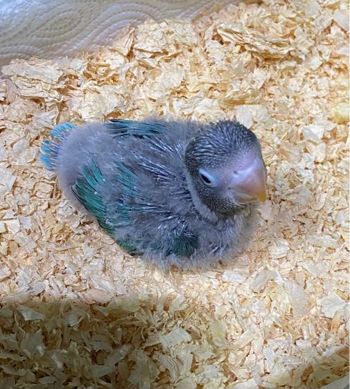 ลูกป้อนเลิฟเบิร์ด บูลฟิชเชอร์ สปิทโอพาไลน์ สปิทฟอลโล่ รูปที่ 5