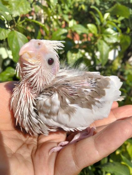 ลูกป้อน นกบ้าน แข็งแรง