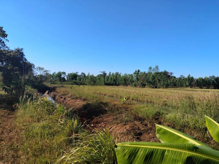 ที่ดิน โฉนดครุฑแดง  รูปที่ 3