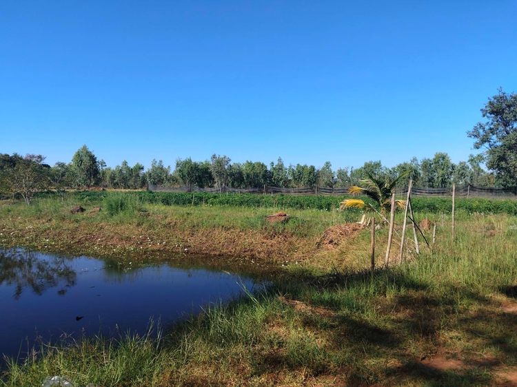 ที่ดิน โฉนดครุฑแดง  รูปที่ 2