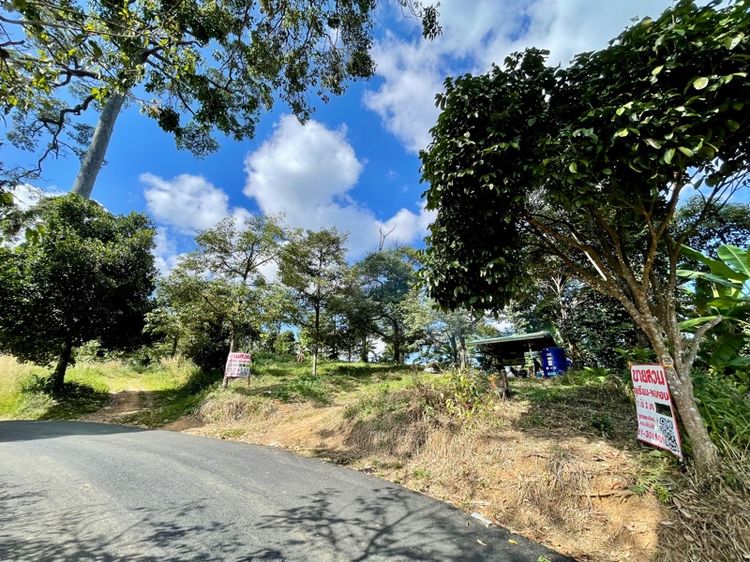 ใช่ ขายสวนทุเรียนหมอนทอง หลงลับแล หลินลับแล และลองกอง เนื้อที่ 11 ไร่ 2งาน (ราคาคุยกันได้เจ้าของขายเองครับ) รูปที่ 3