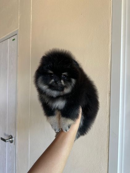 ปอมหมี ชาย