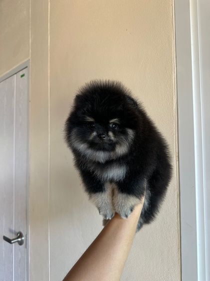 ปอมหมี ชาย รูปที่ 3