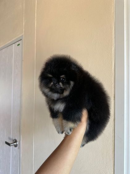 ปอมหมี ชาย รูปที่ 2