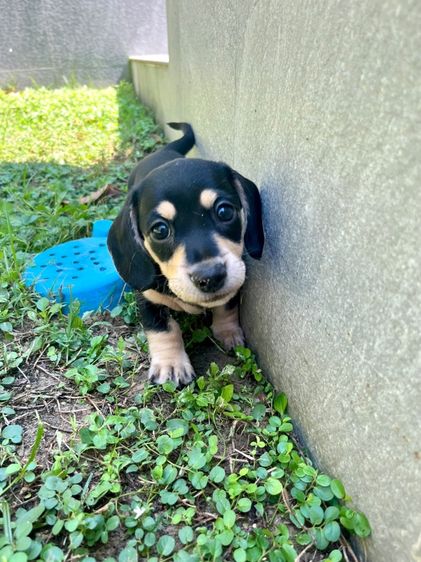 ดัชชุนมินิ รูปที่ 4